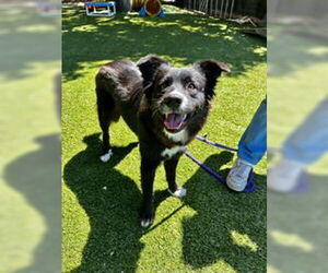 Border Collie Dogs for adoption in Salinas, CA, USA