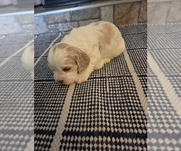 Medium Photo #5 Cocker Spaniel-English Springer Spaniel Mix Puppy For Sale in BAYLISS, CA, USA