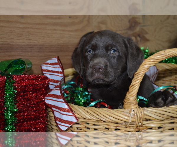Medium Photo #2 Labrador Retriever Puppy For Sale in GREENWOOD, WI, USA