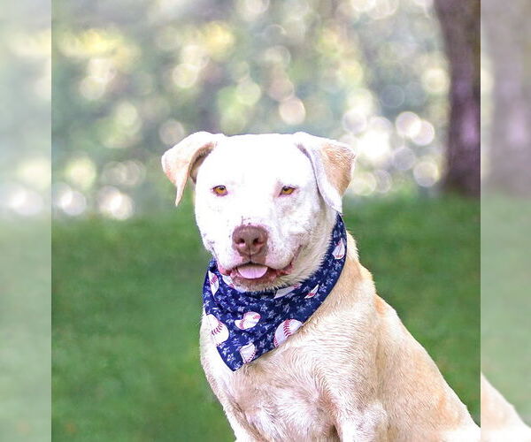 Medium Photo #18 Mutt Puppy For Sale in Unionville, PA, USA