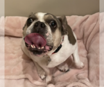 Small Photo #11 French Bulldog Puppy For Sale in Weston, FL, USA
