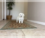 Small #9 Maltese