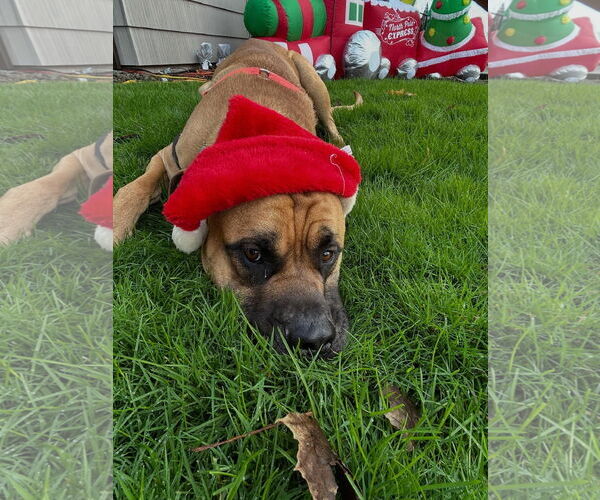 Medium Photo #1 Mastiff Puppy For Sale in McMinnville, OR, USA