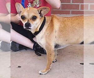 Cami - Female Chihuahua-Unknown Mix Dog for Adoption - Photo #4