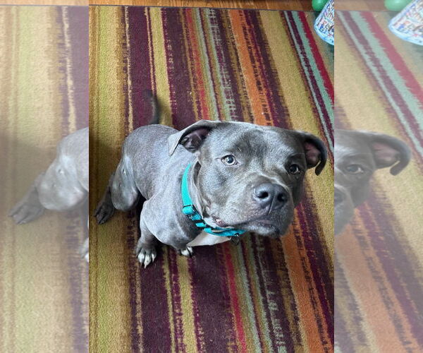 Medium Photo #2 American Pit Bull Terrier-Unknown Mix Puppy For Sale in Crete, IL, USA