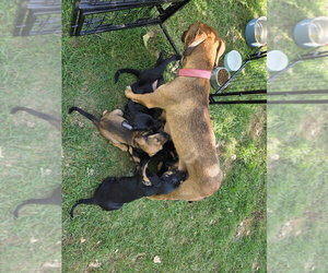 Boo - Male Australian Shepherd-Black Mouth Cur Mix Dog for Adoption - Photo #3