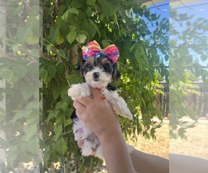Biewer Terrier Puppy for sale in CLOVIS, CA, USA