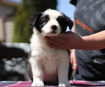 Small Photo #5 Border Collie Puppy For Sale in BRYANTOWN, MD, USA