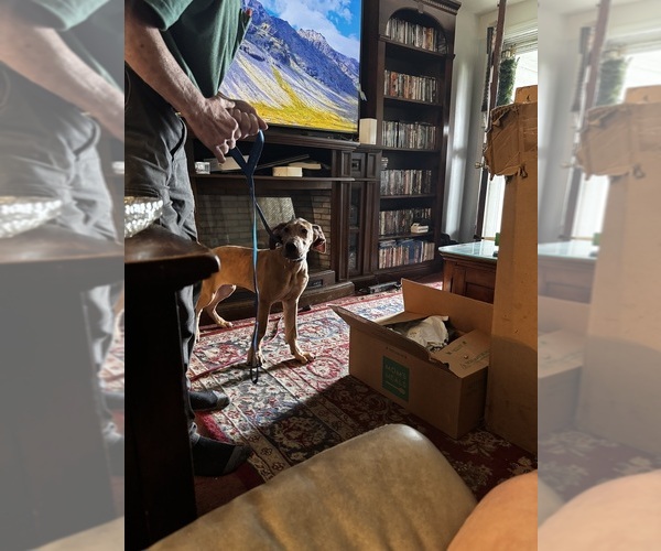 Medium Photo #18 Great Dane Puppy For Sale in ALIQUIPPA, PA, USA