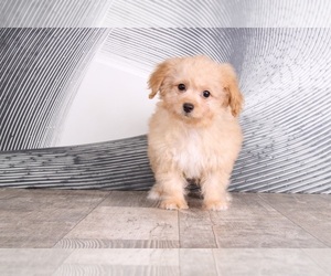 Cavapoo Puppy for sale in WESTPOINT, IN, USA