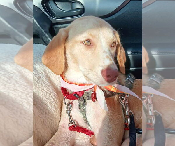 Medium Photo #5 Beagle Puppy For Sale in Dunnellon, FL, USA