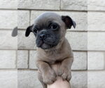 Small Photo #2 Pug-Unknown Mix Puppy For Sale in Corona, CA, USA