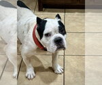 Small #1 Bulldog