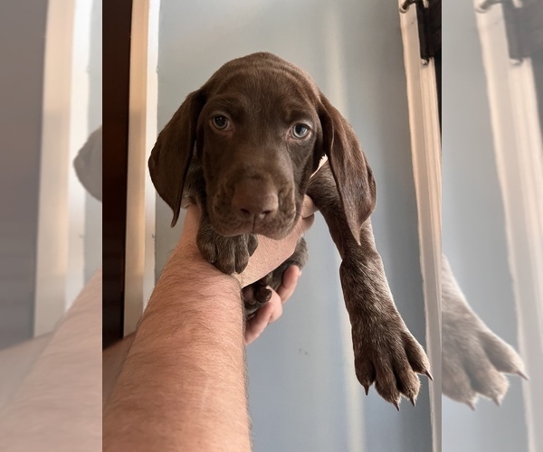 Medium Photo #1 German Shorthaired Pointer Puppy For Sale in DENVER, PA, USA