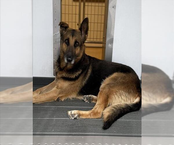 Medium Photo #1 German Shepherd Dog Puppy For Sale in San Bernardino, CA, USA