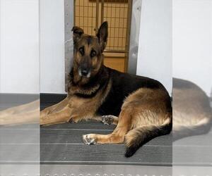 German Shepherd Dog Dogs for adoption in San Bernardino, CA, USA
