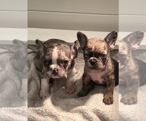 French Bulldog Litter for sale in OAKLAND, CA, USA