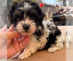 Small Maltese-Poodle (Standard) Mix