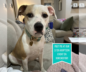 Mutt Dogs for adoption in Boston, MA, USA