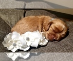 Small Photo #12 Cocker Spaniel Puppy For Sale in TERRY, MS, USA