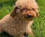 Small Photo #27 Cavapoo Puppy For Sale in GOSHEN, IN, USA