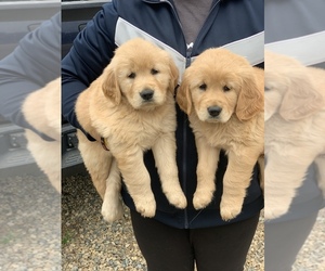 Golden Retriever Puppy for sale in MADERA, CA, USA
