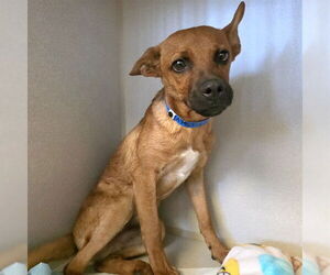 Chihuahua-Unknown Mix Dogs for adoption in Long Beach, CA, USA