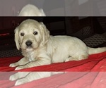 Small Photo #8 Labradoodle Puppy For Sale in ADRIAN, MO, USA