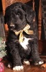Small Photo #2 Aussiedoodle Puppy For Sale in ARBA, IN, USA