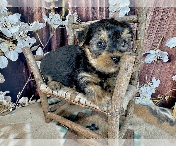 Medium Photo #16 Yorkshire Terrier Puppy For Sale in CASSVILLE, MO, USA