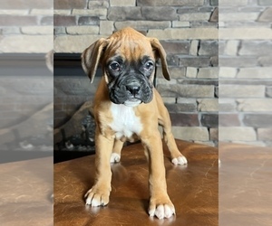 Boxer Dog for Adoption in NOBLESVILLE, Indiana USA