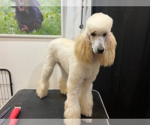Poodle (Standard) Puppy for sale in MANHATTAN, NY, USA