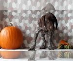 Small Photo #3 German Shorthaired Pointer Puppy For Sale in LANCASTER, PA, USA