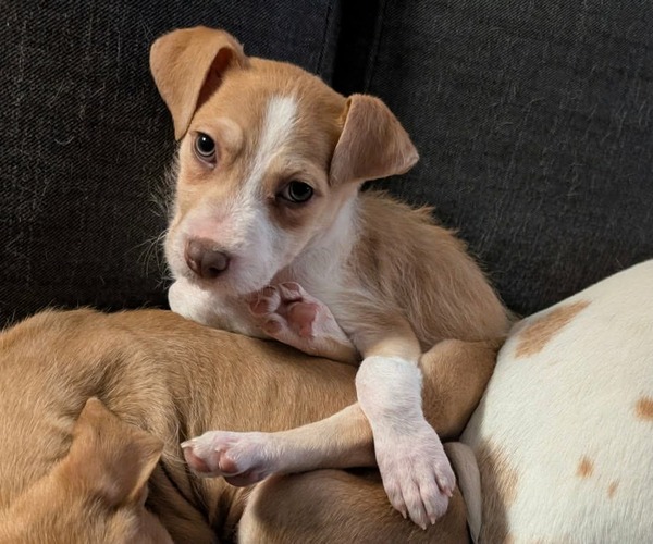 Medium Photo #9 Mutt Puppy For Sale in Germantown, OH, USA