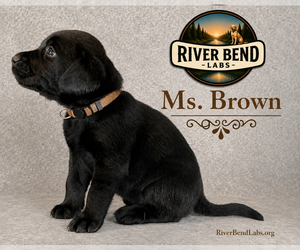 Medium Labrador Retriever