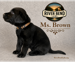 Puppy Ms Brown Labrador Retriever