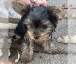 Litter of 4 - Male(s) and Female(s) Yorkshire TerrierLitter of Puppies for Sale - Photo #13