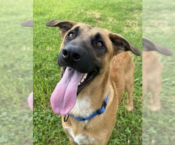 Medium Photo #2 Mutt Puppy For Sale in Sugar Land, TX, USA