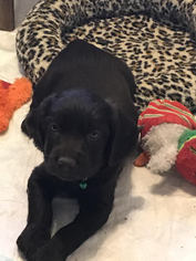 Boykin Spaniel Puppy for sale in CROWNSVILLE, MD, USA