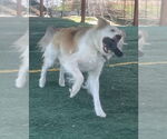 Small #6 Great Pyrenees Mix
