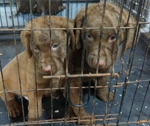 Chesapeake Bay Retriever Puppy for sale in DELANO, MN, USA