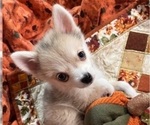 Small Photo #31 Pomsky Puppy For Sale in GOLDEN VALLEY, AZ, USA