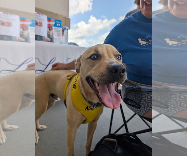 Medium Photo #4 Siberian Husky-Unknown Mix Puppy For Sale in White Bluff, TN, USA