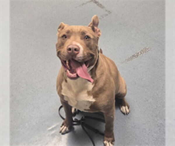 Medium Photo #1 American Pit Bull Terrier-American Staffordshire Terrier Mix Puppy For Sale in Denver, CO, USA