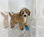 Small #2 Cavapoo mix (+ Poodle Miniature)