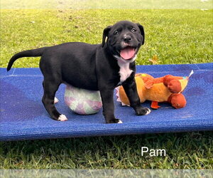 Labrador Retriever-Unknown Mix Dogs for adoption in Claremore, OK, USA