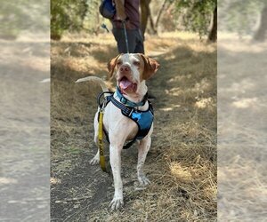 Pointer Dogs for adoption in Sacramento, CA, USA