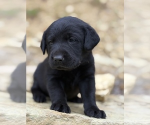 Labrador Retriever Puppy for Sale in COON VALLEY, Wisconsin USA
