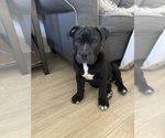 Puppy Puppy 2 English Bulldog