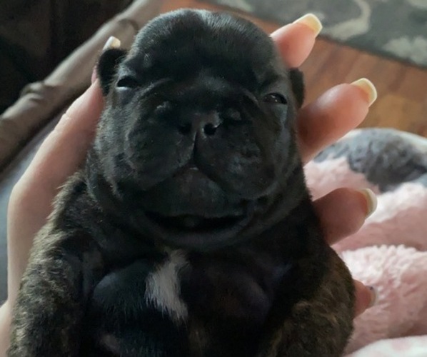 Medium Photo #5 French Bulldog Puppy For Sale in GILLETTE, WY, USA
